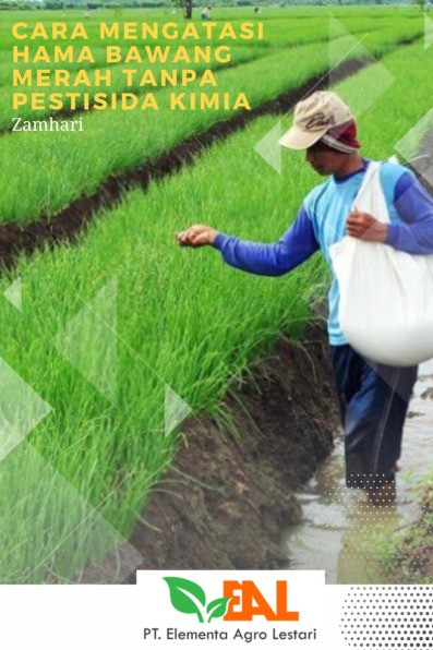 Cara Mengatasi Hama Bawang Merah Tanpa Pestisida Kimia